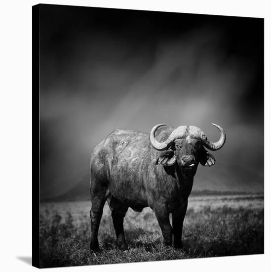 Black and White Image of A Buffalo-byrdyak-Stretched Canvas