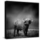 Black and White Image of A Buffalo-byrdyak-Stretched Canvas