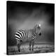Black and White Image of A Zebra-byrdyak-Stretched Canvas