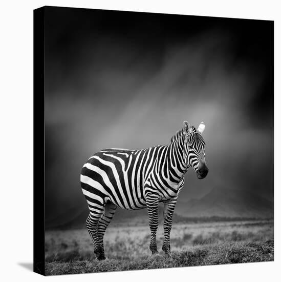 Black and White Image of A Zebra-byrdyak-Premier Image Canvas
