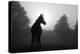Black And White Image Of An Arabian Horse In For At Sunrise, Silhouetted Against Sun-Sari ONeal-Stretched Canvas