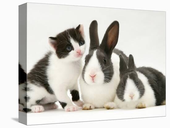 Black-And-White Kitten Smelling Grey-And-White Rabbits-Jane Burton-Premier Image Canvas