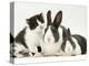 Black-And-White Kitten Smelling Grey-And-White Rabbits-Jane Burton-Premier Image Canvas