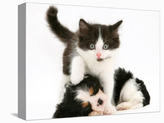 Black-And-White Kitten Walking Over Sleeping Cavalier King Charles Spaniel Puppy-Jane Burton-Premier Image Canvas