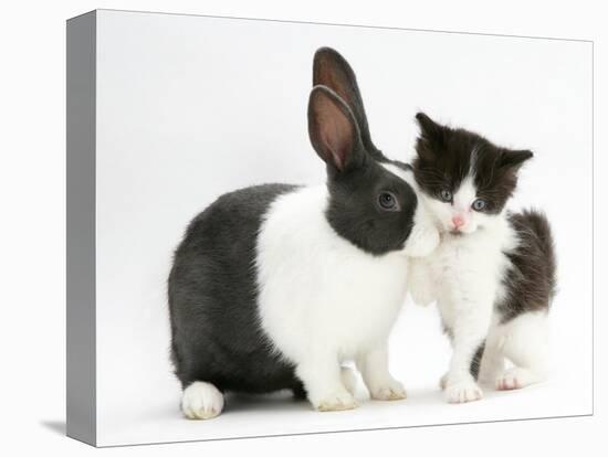 Black-And-White Kitten with Blue Dutch Rabbit-Jane Burton-Premier Image Canvas