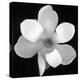Black and White Magnolia Flower-Anna Miller-Premier Image Canvas