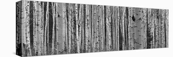 Black and White of Aspen Trees, Alberta, Canada-null-Premier Image Canvas