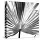 Black and White Palms III-Jason Johnson-Stretched Canvas