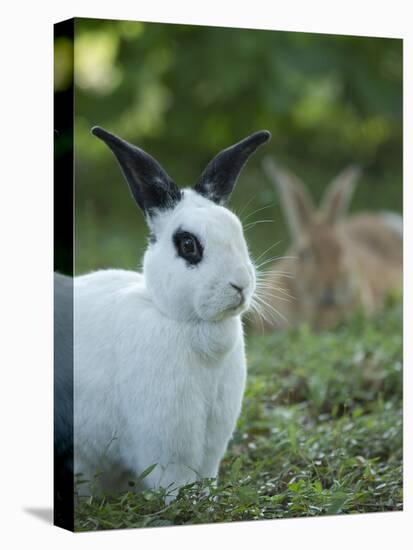 Black and White Rex Rabbit with Doe in Background, Oryctolagus Cuniculus-Maresa Pryor-Premier Image Canvas