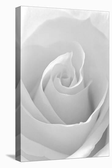 Black and White Rose Abstract-Anna Miller-Premier Image Canvas