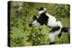 Black and White Ruffed Lemur, Madagascar-Paul Souders-Premier Image Canvas