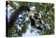 Black and White Ruffed Lemur, Madagascar-Paul Souders-Premier Image Canvas