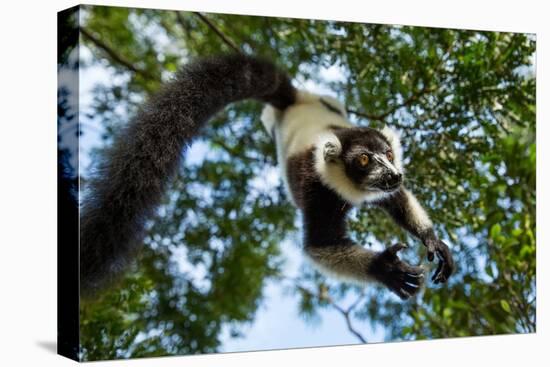 Black and White Ruffed Lemur, Madagascar-Paul Souders-Premier Image Canvas