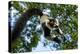 Black and White Ruffed Lemur, Madagascar-Paul Souders-Premier Image Canvas