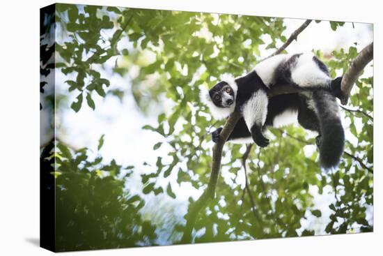 Black and White Ruffed Lemur (Varecia Variegata), Endemic to Madagascar, Seen on Lemur Island-Matthew Williams-Ellis-Premier Image Canvas