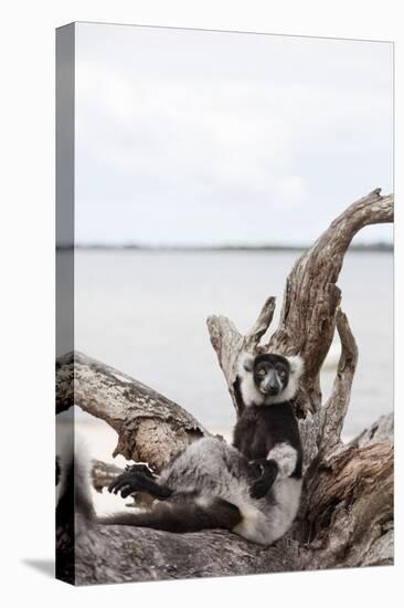 Black-and-white ruffed lemur (Varecia variegata), Lake Ampitabe, Pangalanes Lakes, Tamatave, Madaga-Christian Kober-Premier Image Canvas