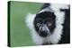 Black-And-White Ruffed Lemur-DLILLC-Premier Image Canvas