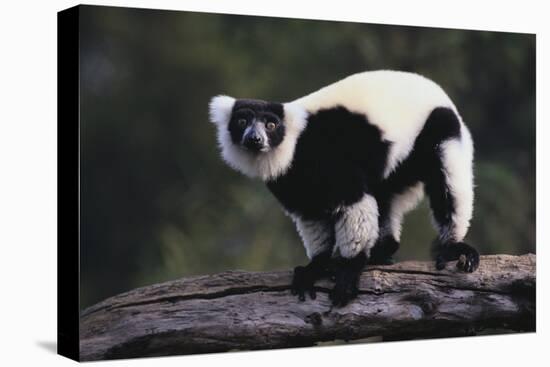 Black-And-White Ruffed Lemur-DLILLC-Premier Image Canvas