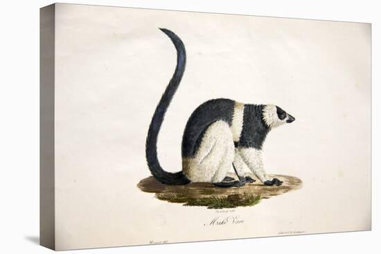 Black-And-White Ruffed Lemur-null-Premier Image Canvas