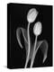 Black and White Tulip-Anna Miller-Premier Image Canvas