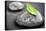 Black and White Zen Stones Submerged in Water with Color Accented Green Leaf-elenathewise-Premier Image Canvas