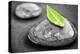 Black and White Zen Stones Submerged in Water with Color Accented Green Leaf-elenathewise-Premier Image Canvas