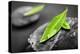 Black and White Zen Stones Submerged in Water with Color Accented Green Leaves-elenathewise-Premier Image Canvas