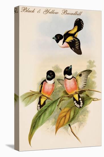 Black and Yellow Broadbill-John Gould-Stretched Canvas