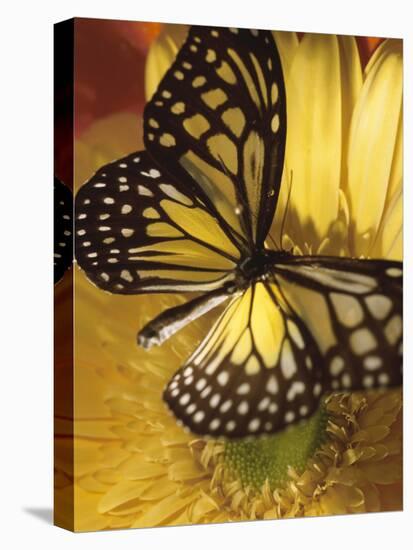 Black and Yellow Butterfly on Yellow Flower-null-Premier Image Canvas