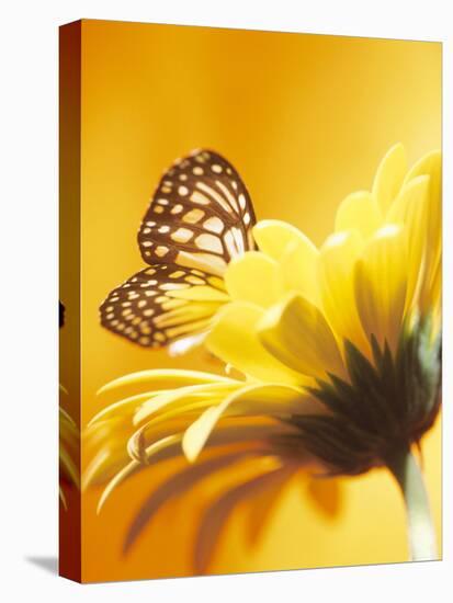 Black and Yellow Butterfly on Yellow Flower-null-Premier Image Canvas