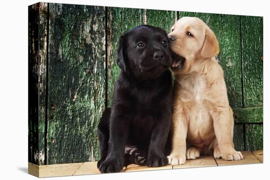 Black and Yellow Labrador Dog Puppies by Barn Door-null-Premier Image Canvas