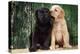 Black and Yellow Labrador Dog Puppies by Barn Door-null-Premier Image Canvas