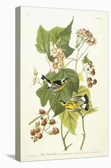 Black and Yellow Warbler and Flowering Raspberry, C.1826-1838-John James Audubon-Premier Image Canvas