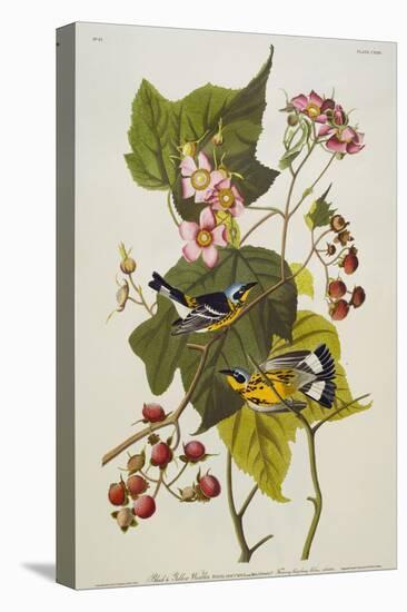 Black and Yellow Warbler. Magnolia Warbler-John James Audubon-Premier Image Canvas