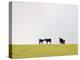 Black Angus Calves in a Rainbow near Red Lodge, Montana, USA-Chuck Haney-Premier Image Canvas