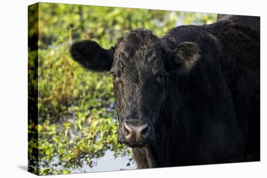 Black Angus Cow, Florida-Maresa Pryor-Premier Image Canvas