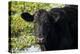 Black Angus Cow, Florida-Maresa Pryor-Premier Image Canvas