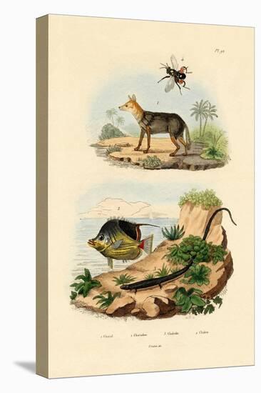 Black-Backed Jackal, 1833-39-null-Premier Image Canvas