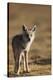 Black-backed jackal (Canis mesomelas), Ngorongoro Conservation Area, Tanzania, East Africa, Africa-Ashley Morgan-Premier Image Canvas