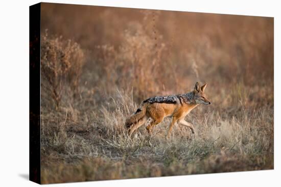 Black-Backed Jackal, Chobe National Park,Botswana-Paul Souders-Premier Image Canvas