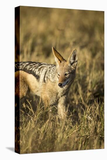 Black-Backed Jackal Eating Mouse, Chobe National Park,Botswana-Paul Souders-Premier Image Canvas