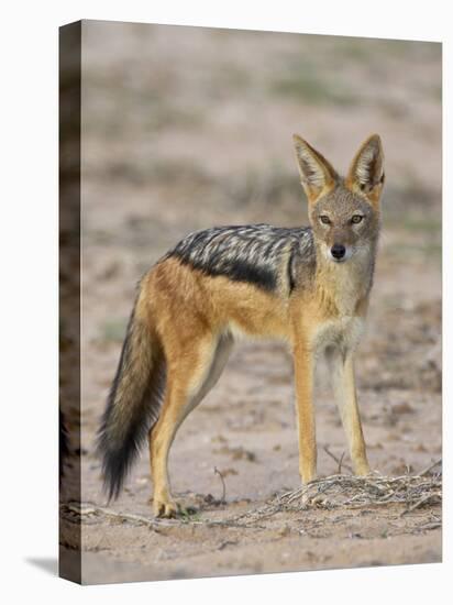 Black-Backed Jackal, Kgalagadi Transfrontier Park-James Hager-Premier Image Canvas