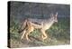 Black-Backed Jackal Walks Through the Jungle, Ngorongoro, Tanzania-James Heupel-Premier Image Canvas