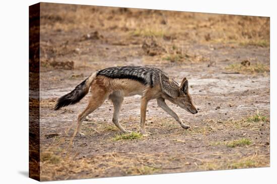 Black-Backed Jackal-Romas Vysniauskas-Premier Image Canvas