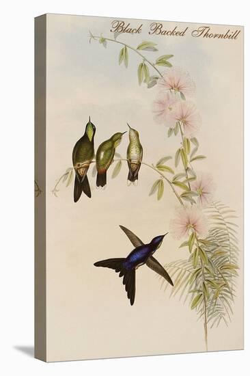 Black Backed Thornbill-John Gould-Stretched Canvas