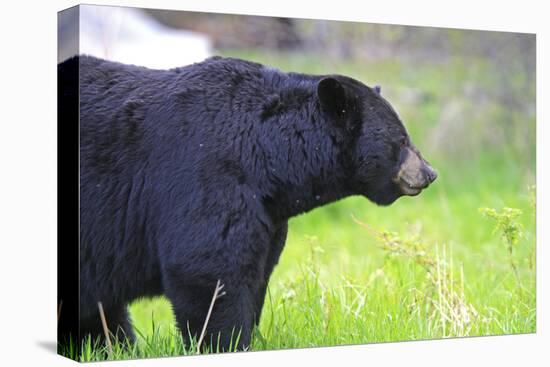 Black Bear Adult Male-null-Premier Image Canvas
