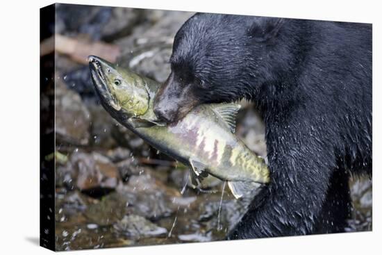 Black Bear and Chum Salmon in Alaska-null-Premier Image Canvas