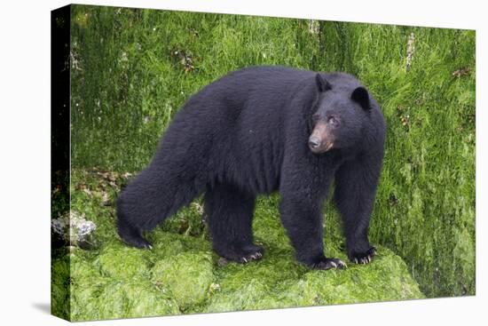 Black Bear at the Ocean to Eat Clams-Hal Beral-Premier Image Canvas