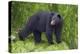Black Bear at the Ocean to Eat Clams-Hal Beral-Premier Image Canvas