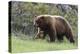 Black Bear Boar, Brown Color Phase, Blue Eyes-Ken Archer-Premier Image Canvas